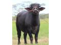 50-cabezas-de-buffallo-en-pie-small-0