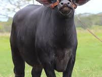 50-cabezas-de-buffallo-en-pie
