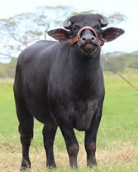 50-cabezas-de-buffallo-en-pie-big-0